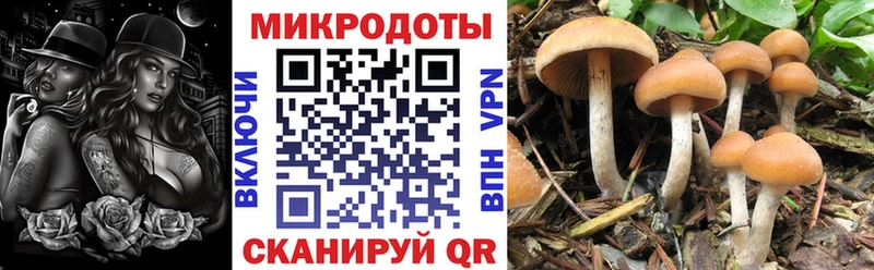 Псилоцибиновые грибы Cubensis  shop официальный сайт  Ахтырский 